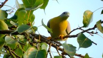 Beautiful Indian yellow footed green pigeon/ Treron phoenicoptera/ Indian birds videos