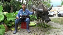 ‘Buffalo mother’ has been guardian to Hong Kong’s wild herd for over a decade