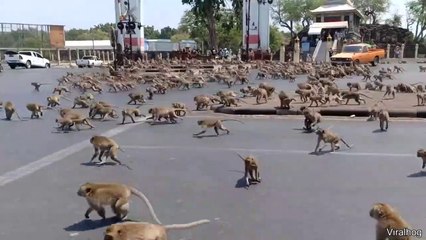 Monkey Swarm Takes Over City ! Daily dose of internet