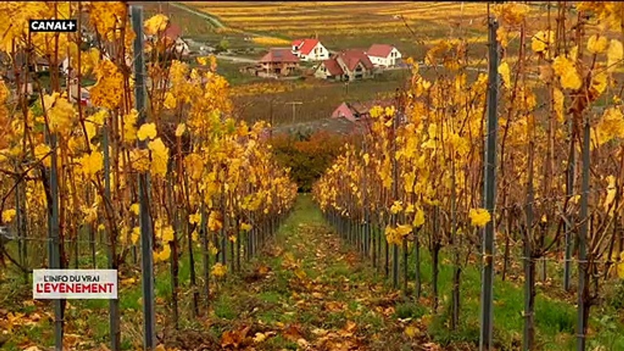 Coronavirus: Contaminé il y a plus de 6 mois, et après avoir été dans le coma, ce viticulteur de 77 ans ne s'en est toujours pas remis! - Il témoigne