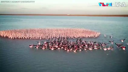 Pemandangan Langka, Ratusan Flamengo Pink Kudeta Cagar Alam