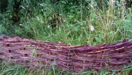 Isaac Newton apple tree