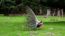 Beautiful peacock  dancing