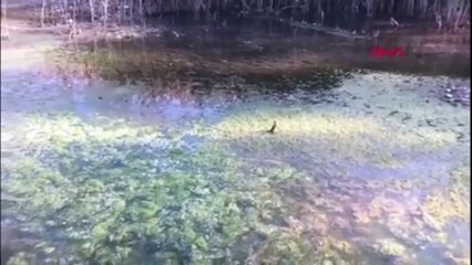 Eğirdir ve Beyşehir göllerinde korkutan görüntü