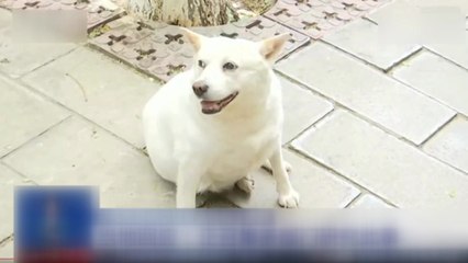 中 윈난서 반려견 산책 전면 금지...'3번 적발시 도살' 초강수 / YTN