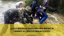 Illicit brewers in Kisumu hide brews in swamps as crackdown intensifies