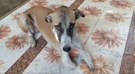 फरीदाबाद की अपाहिज कुतिया 'रॉकी' को इं​ग्लैंड की संस्था ने लिया गोद, अब जहाज में जाएगी लंदन