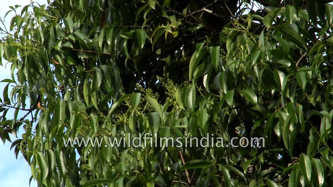 Bay leaf or Tej patta - an aromatic evergreen tree from India