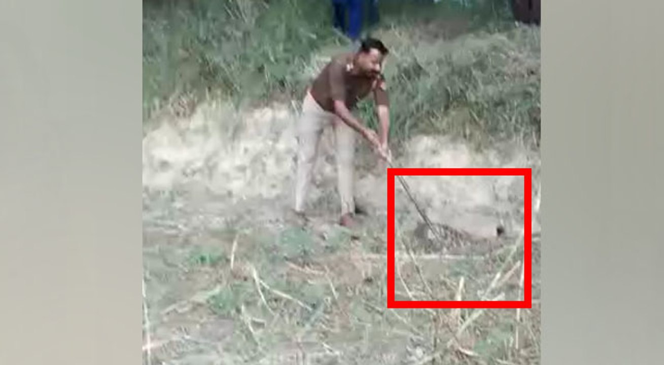 जहरीले सांप पकड़ने में माहिर है यूपी पुलिस का यह दरोगा, खेत में अजगर को कैसे पकड़ा देखिए वीडियो