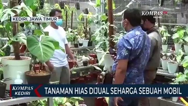 Viral! Mobil Ditukar Dengan Tanaman Hias