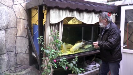Pandemiden Azalan İşlerini Attırmak İçin Kahvehanesine Dev Akvaryum Kurdu