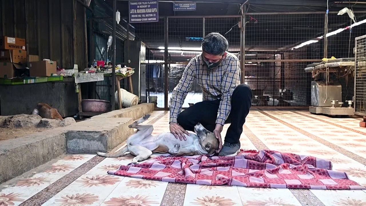 D'Inde en Grande Bretagne, le sauvetage d'un chien des rues indien