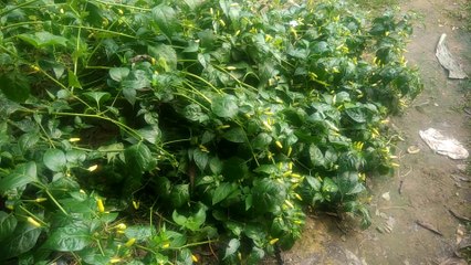 Standing looking at the super fruit tree / FunTV