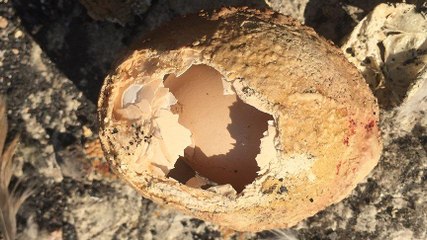 Adana’da bulundu! Milyonda bir görülüyor