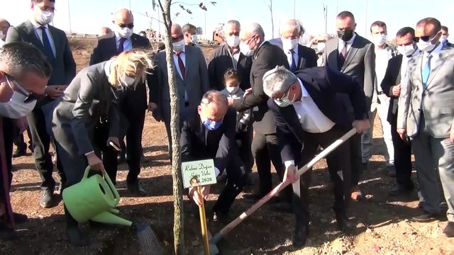 HATAY - Yanan ormanlık alanlara mabet ağacı dikildi