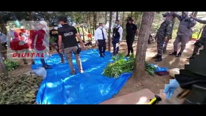 Autoridades arrancan cultivo de 769 matas de marihuana en Constanza
