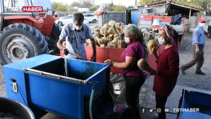 Pancar pekmezinin tarladan sofraya geliş hikayesi