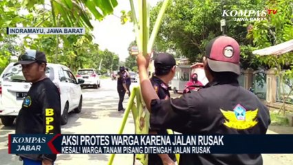 Kesal! Warga Tanam Pisang Di Tengah Jalan Rusak