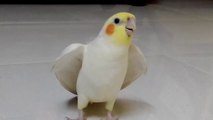 Singing Cockatiel supercute.