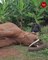 30-year-old elephant dies of electrocution in TN’s Sirumugai Forest Range