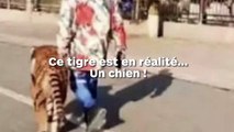 Un homme promène son tigre en laisse dans la rue ?