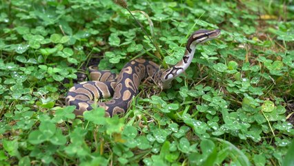 제주에서 아프리카 뱀 발견...기르다 버려진 듯 / YTN