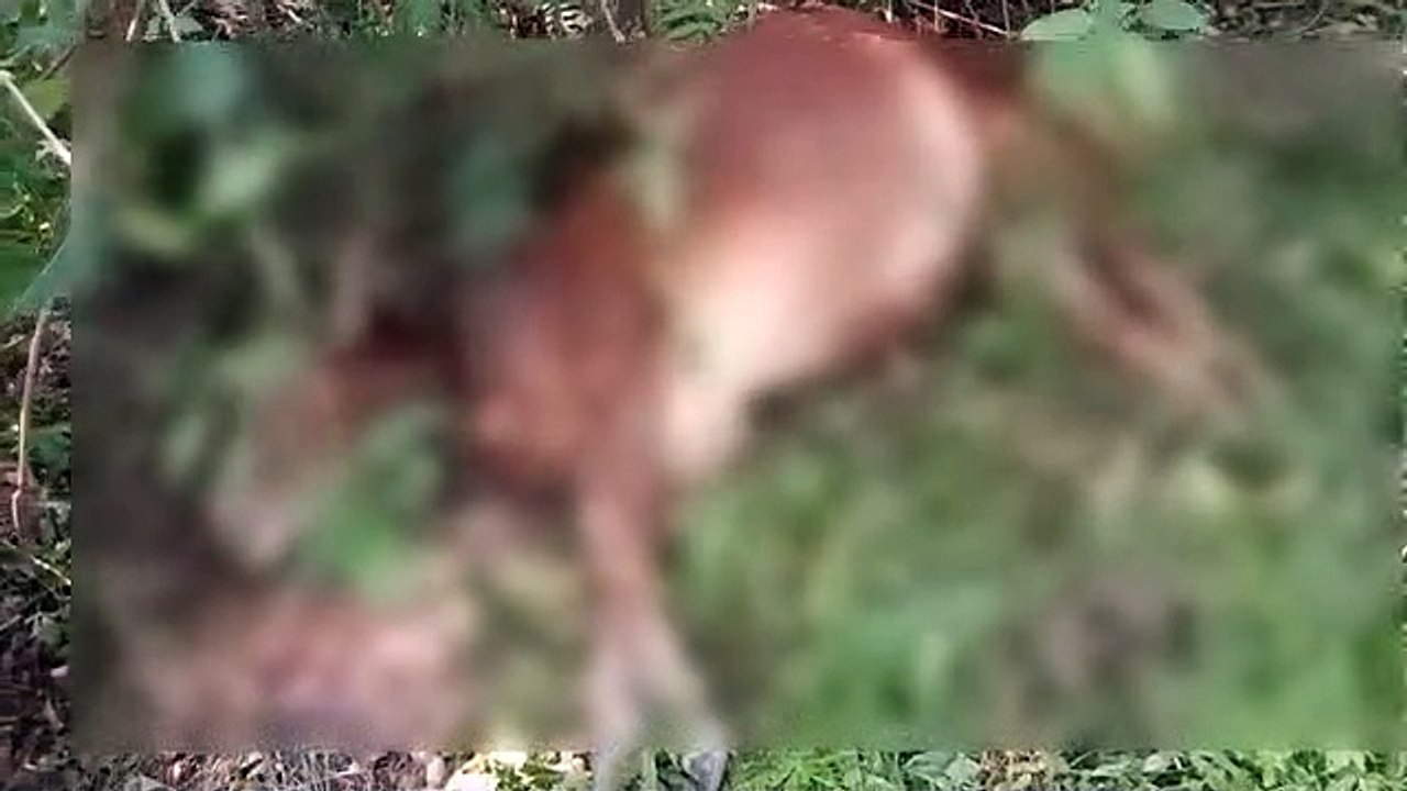 बाघ की चहलकदमी से क्षेत्र में दहशत का माहौल