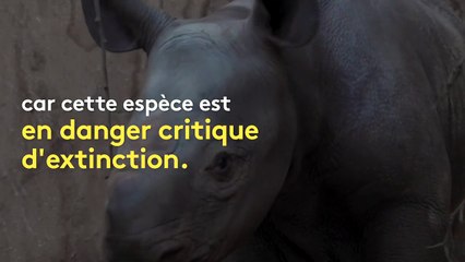 La naissance rare d'un rhinocéros noir au Royaume-Uni