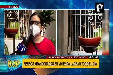 Maltrato animal: perros en aparente estado de abandono sufren al interior de una vivienda