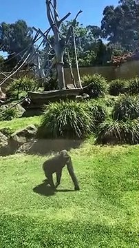 Ce gorille adorable vient s'occuper d'un oiseau blessé