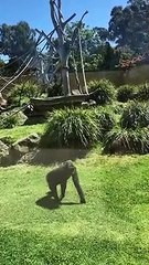 Ce gorille adorable vient s'occuper d'un oiseau blessé