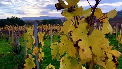 El nuevo Beaujolais se queda sin presentación oficial