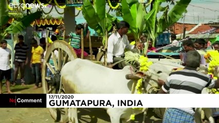 Gübre Festivali Diwali'de Hindularca kutsal sayılan 'inek dışkıları' havada uçuştu