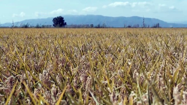 Des pièces détachées de voitures fabriquées à partir de cosse de riz