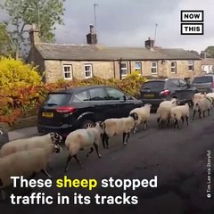 Animal Stories You Might’ve Missed During Election Week