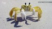 Listen to These Incredible Ghost Crabs Growl at Predators with Teeth in Their Stomach