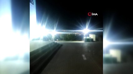 Domuz sürüsü üniversite içerisine girip yiyecek aradı