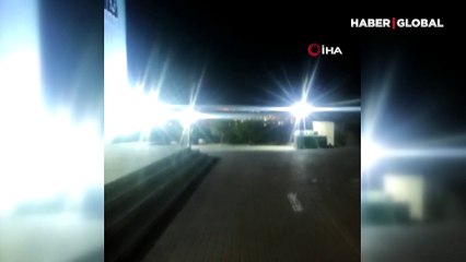 Domuz sürüsü üniversite içerisine girip yiyecek aradı