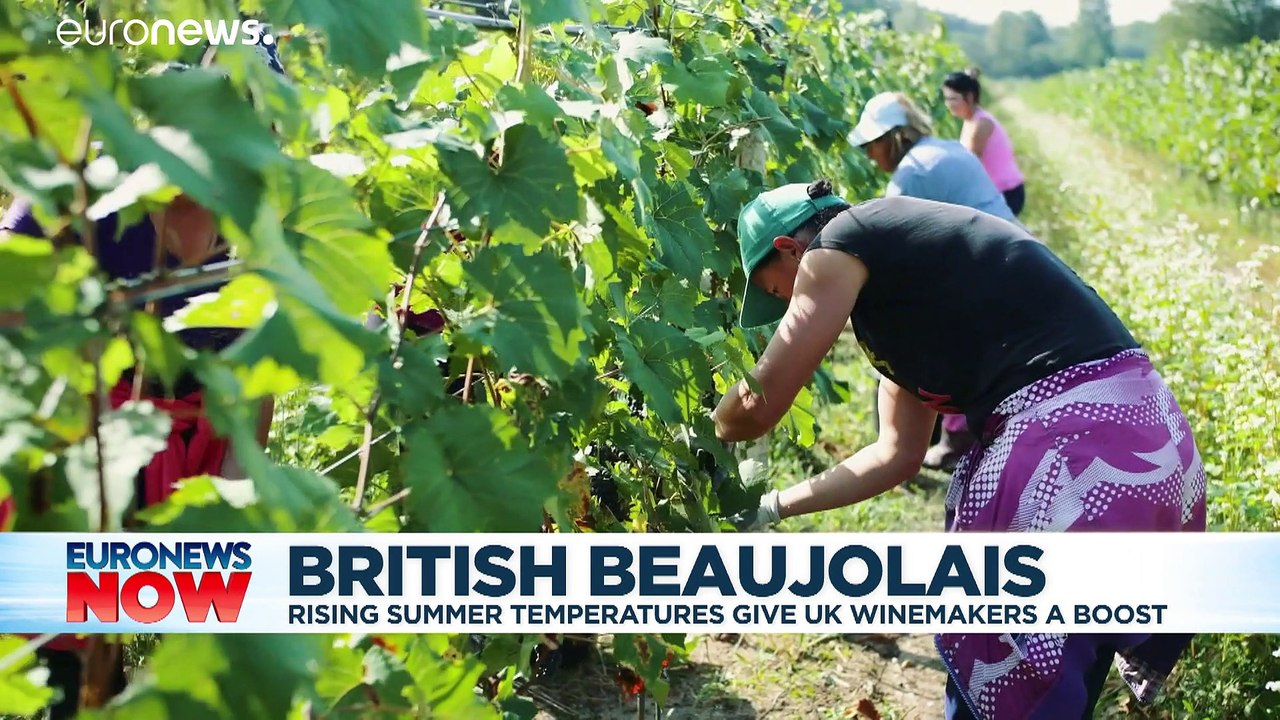 English winemakers take on the French with their very own 'Nouveau'