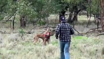 hombre golpea a canguro para salvar a su perro