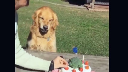 PERROS Y CACHORROS GRACIOSOS #1