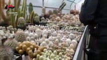 Rimini - Traffico di piante in via d'estinzione sequestrati oltre 1000 cactus (18.11.20)