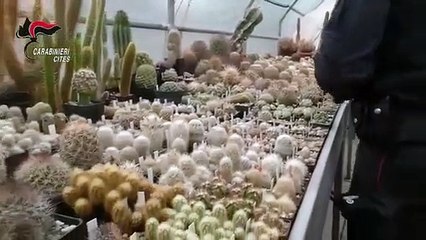 Rimini - Traffico di piante in via d'estinzione sequestrati oltre 1000 cactus (18.11.20)