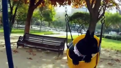 PERROS Y CACHORROS GRACIOSOS #3