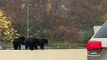 Bears Stroll Down Road in Gatlinburg