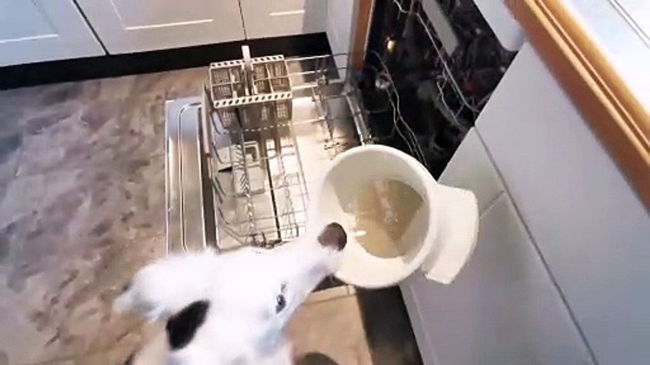 Clever Doggy Learns to Load Dishwasher