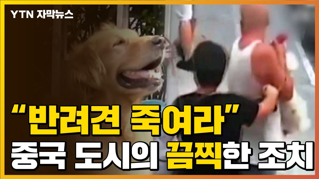 [자막뉴스] "3번 걸리면 반려견 도살" 中 도시의 초강수 대책 / YTN