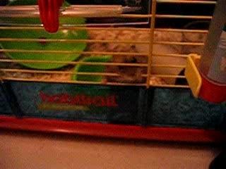 Eko ronge les barreaux de sa cage