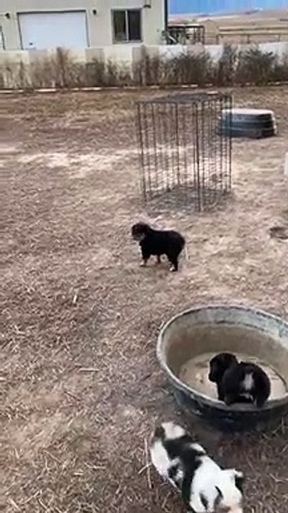 three puppies fall into burrow one after another - we fostered three puppies | the d'amelio family