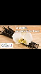 Propiedades y beneficios de la Vainilla | Cocina Delirante